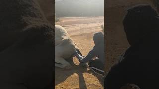 Biggest Camel baby Birth Time #camelsound #shorts