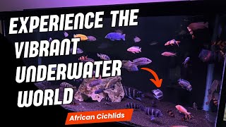 African Cichlid Compilation: Experience the Vibrant Underwater World