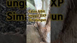 #calon bibit unggul @DXP SIMALUNGUN