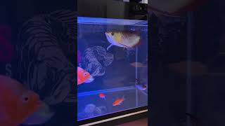 Got New Fish Monster Fish / 3 Year Old Highback Golden Arowana / Fish Transfer / New Tank