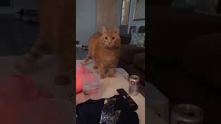 funny video cat