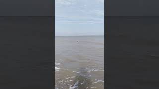 Great black-backed Gull on low waves