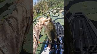 Use This BAIT To Catch BIG Fish…(CHEAT CODE)