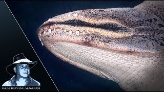 Alligators Underwater 01