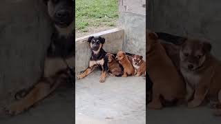 Induk Anjing Menyusui Anaknya #anjing #dog #cute #kampung #desa #batak