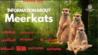 Information about | Meerkat |Teacher Aide | Australia | English| Endangered