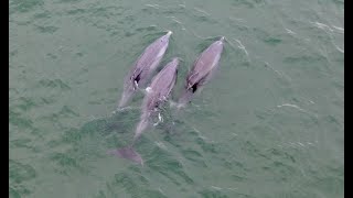 Dolphins Playing in the Ocean - Kitty Hawk