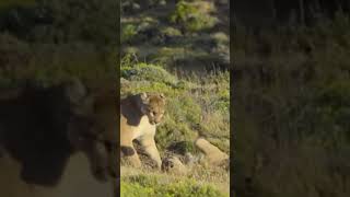 RARE TO SEE | SAVAGE Female Puma Fight #shorts