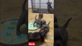 Micro bully #viral #trending #dog #puppies #trendingshorts #microbullies #puppy #cutedog #bully