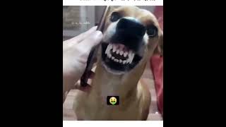 Dusri Call Par Vyast Hai 😂 #reaction funny dog- Funny animals