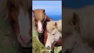 Horse lifestyle Full video check this channel