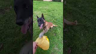 Partie 1 #video #youtubeshorts #viral #malinois #chien #dog #atom #k9 #chiots