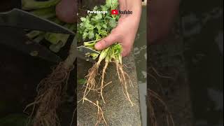 Coriander root has many uses