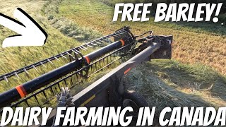 Free Field Of Barley!