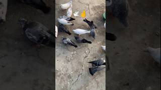 🕊️🤞 subscribe #trending #kabutar #shorts #ytshorts  #video #pigeon #kabootar