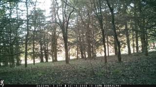 Deer Sniffing Game Cam