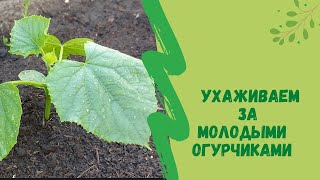 🌱👍Ухаживаем за молодыми огурчиками