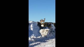 deer in haystacks