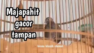 perkutut lokal Majapahit tampan gacor