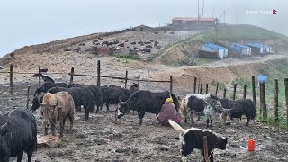 Naturally Peaceful And Beautiful Himalayan Village Life in Rainy Season | Dolpa| Nepal| The Yak Fram