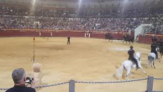 Exhibición caballería de Policía Nacional