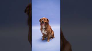 Funny animal video | Just for entertainment | Dog#short