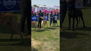 Biggest Great Dane Dog Show || Cheapest Dogs market #trending #viral #trendingshorts #dogs