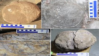 Paleontologists in India Have Hit on an Epic Find