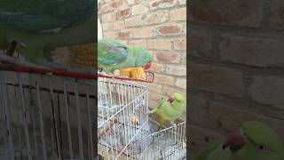 #new।#parrot ।#viral ।#trending ।#youtubeshorts ।#video ।#nature ।#parrots ।#shorts ।#subscribe ।#3m