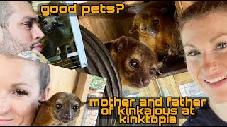 So you want a Kinkajou?  Let's ask the professional, Alexandra Ashe of Kinkatopia!