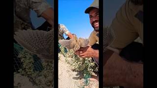 Sáhara Time 🐪🌵Do you know this hunting technique for quails with a net? Full video soon. Big blue 🦈🔱