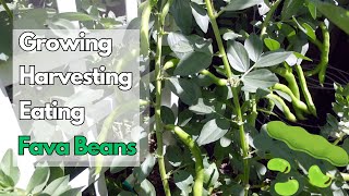 How to Grow and Use Fava Beans (Broad Beans) -- from Seed to Harvest to Table!