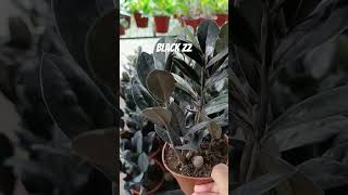 Black Zz Plant # #subscribe #subscribetomychannel #subscribe_now #subscribemychannel