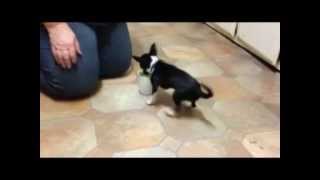 Nibbler - Chihuahua - Retrieve Small Object and Drop in Larger Object