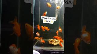 Goldfish wishing Happy New Year 2024 #shorts