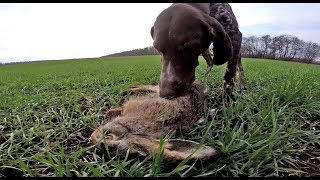 Охота на зайца. Итоги сезона.Hunting for hares