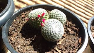 #astrophytumcomflor#astrophytum#cactoflorido Flor do meu astrophytum miriostigma quadricostatum