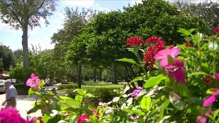 Winter Park Flowers  Video.