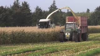 Majssnitning 2011 - Claas Jaguar, Fendt, Case IH, Schuitemaker - Skamstrup Maskinstation