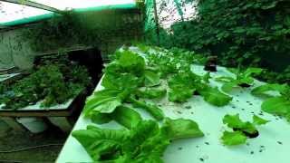 Kratky Hydroponic veggie test - Part 1