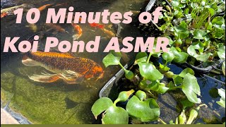 10 Minutes of My Koi Pond ASMR