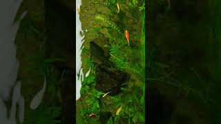 আমার ছোট community tank setup #guppy #molly #swordtail #zebradanios #ornamentalfish #fishtank #pets