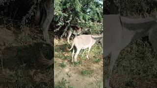 Female #donkey #meeting #youtubeshorts