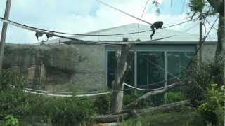 Bonobo Acrobatics at the Columbus Zoo