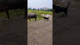 Rottweiler attack on Buffalo #rottweiler #rottweilerdog #doglover #shorts #ytshorts #short #dog #yt