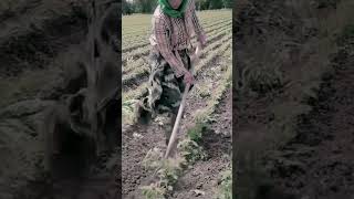 Remove weed very quick with specific tool