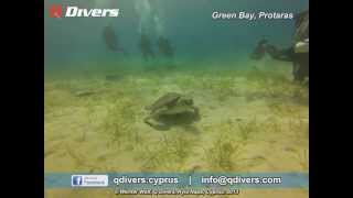 Q Divers - Turtle at Green Bay, Protaras, Cyprus