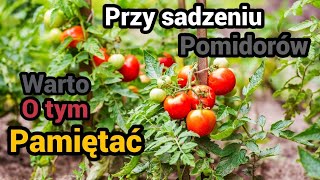 Pomidory - sadzimy starym sposobem. jak sadzic pomidory? pomidor lolek, malinowy kapturek