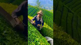 Tea 🍵 harvesting in China 🇨🇳 Pitaya0123 on TikTok ? china