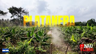 Plantaron una platanera en uno de nuestros terrenos, asi quedó (El Salvador)